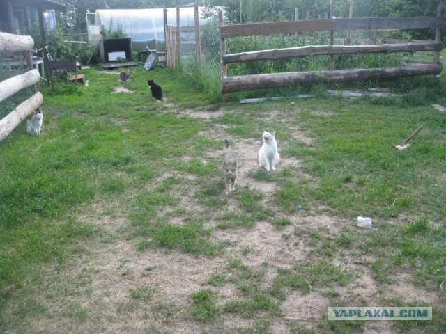 Жизнь домашнего приюта для котеек 299