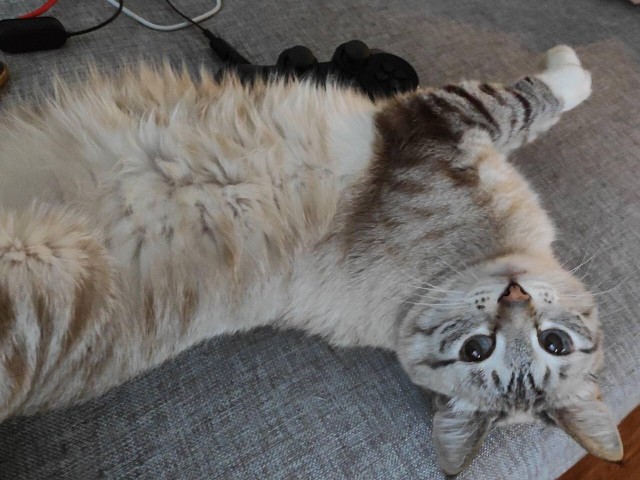Коты они такие