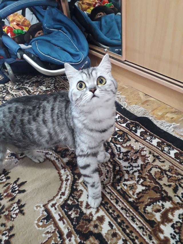Подборка забавной живности