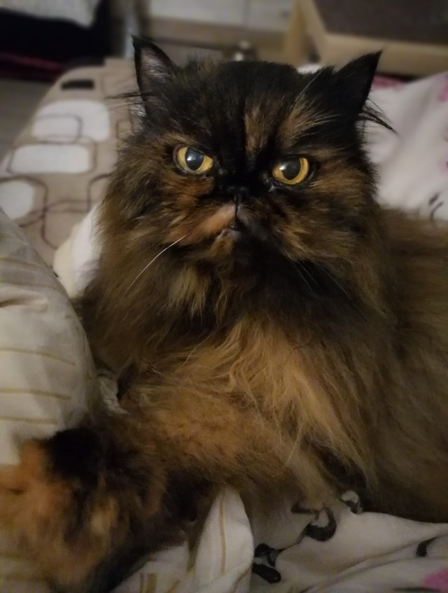 Котовторнику быть!