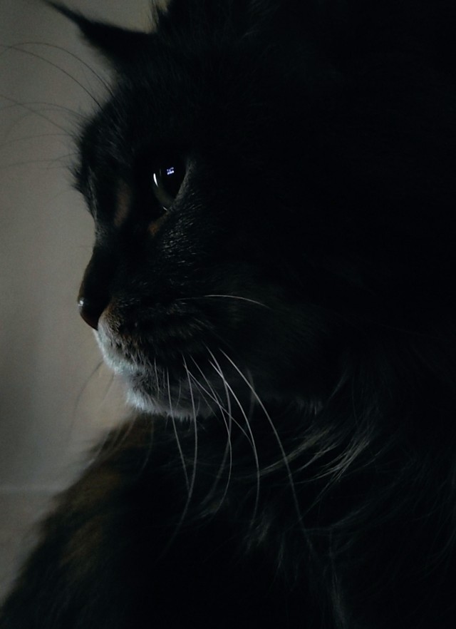 Котовторник же!