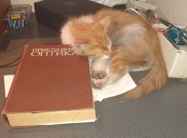 Коты в США