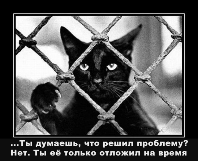 Злые котики - к последнему летнему котовторнику