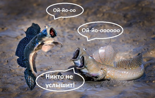 Лучшие фото конкурса Comedy Wildlife Photography Awards 2021
