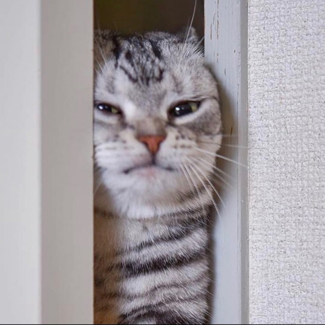 Котам начхать на вашу приватность