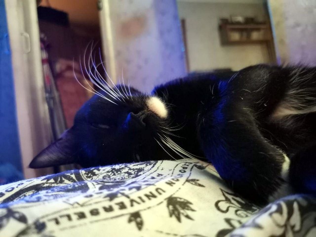 Котовторник 21.12.21