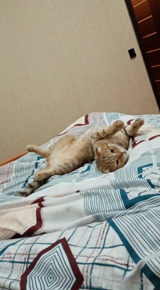 Котовторник 21.12.21