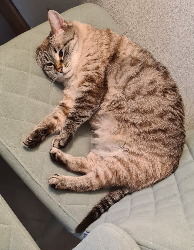 Милота котовторника