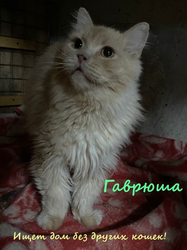 Жизнь домашнего приюта "Котоленд" 328