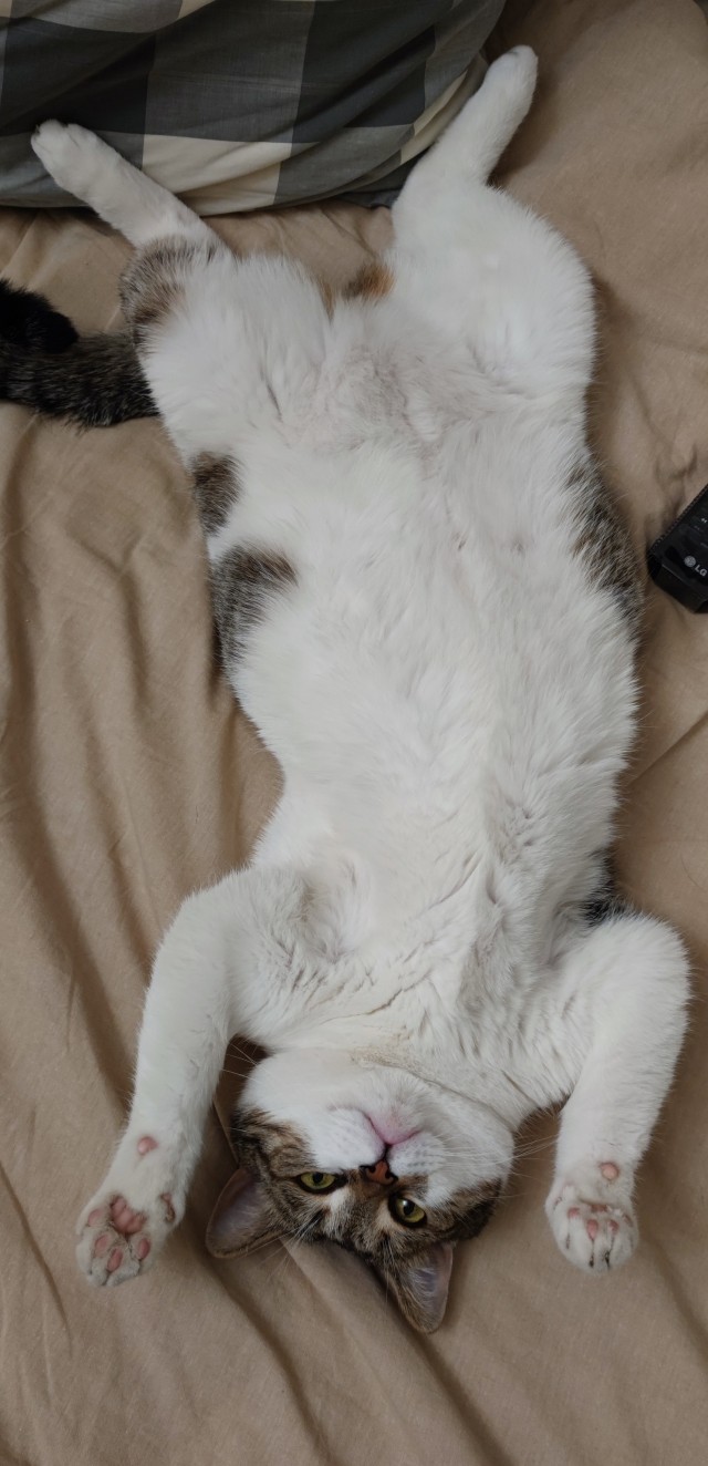 Котовторник