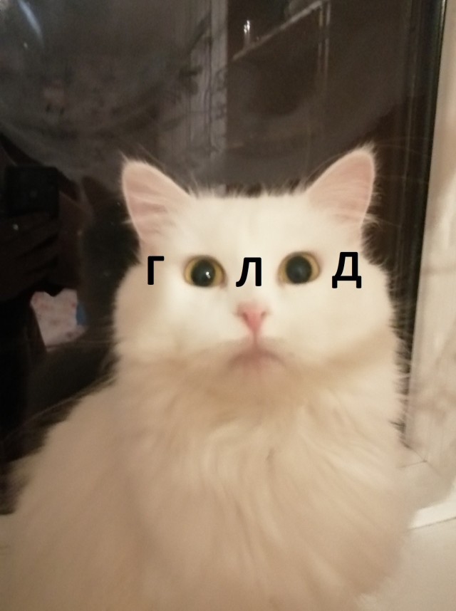Котовторник ведь начался!