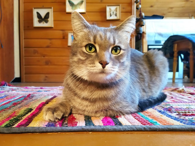 Котовторнику быть