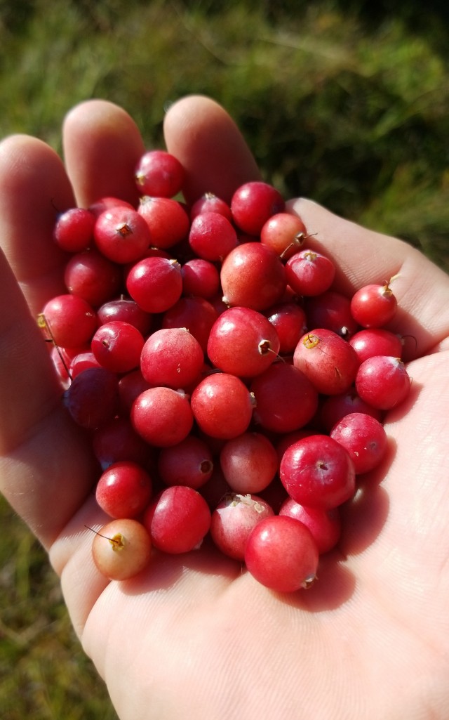 Грибовнет