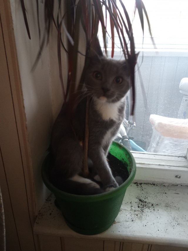 Котята