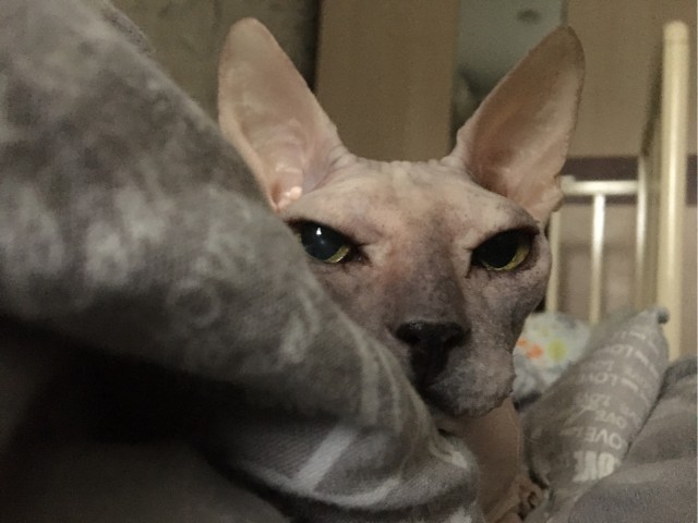 Котовторник 1.11.22