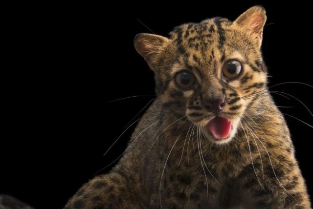 Мраморная кошка: Маленькая «большая» кошка. Крохотный зверь, чьи ближайшие родственники — львы, тигры и леопарды.