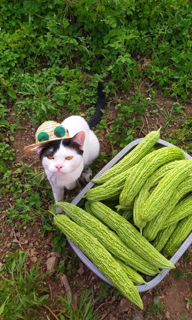 Коты-работяги