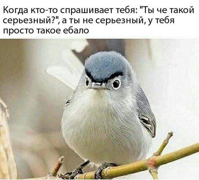 Не смешные глупые картинки
