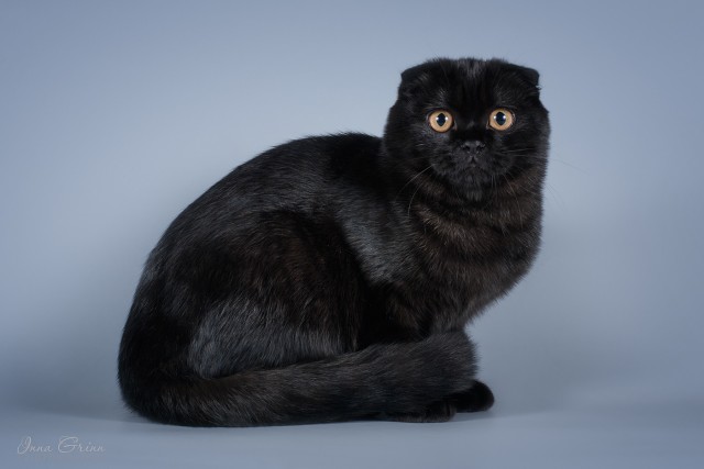 Чёрные коты не такие