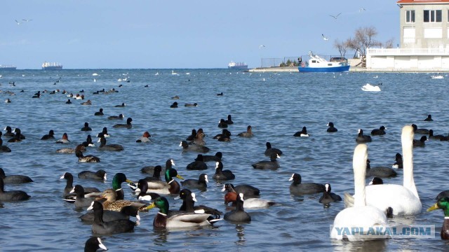 Крым в феврале или "Не стреляйте в белых лебедей!"