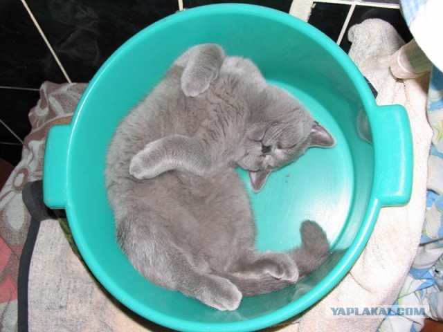 Котовторник 16.04.2013