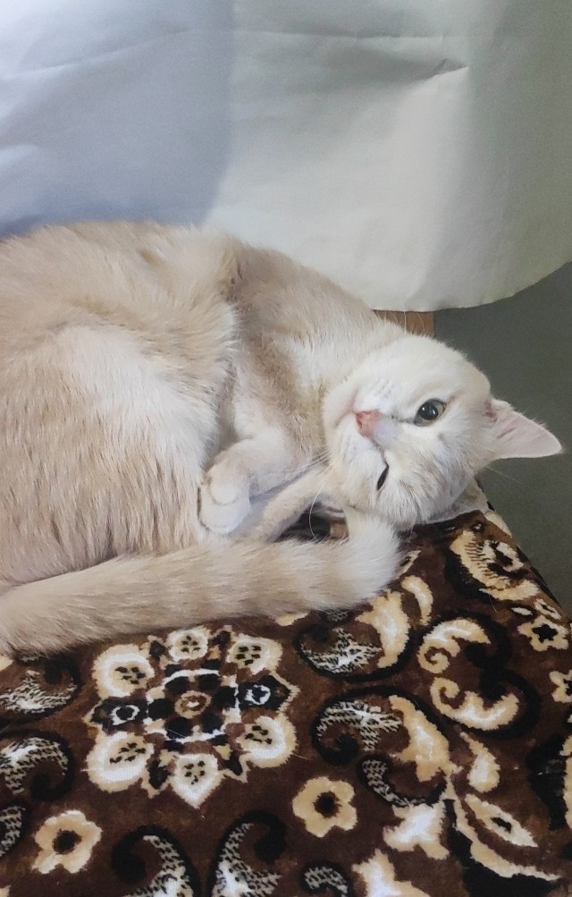 Котовторник! 16+ Коллеги-рабы, отмечаемся, у кого хозяину много лет!