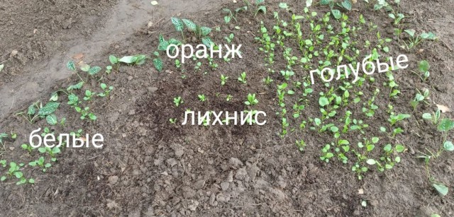 Клумба во дворе