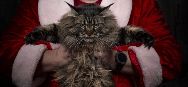 Кот, который смотрит на собак, как на свою добычу