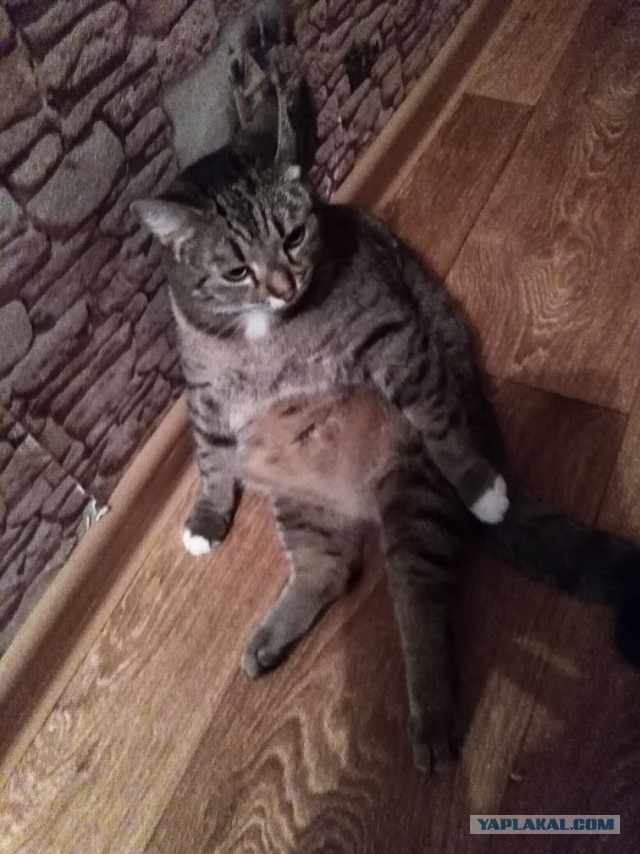 Всех с котовторником