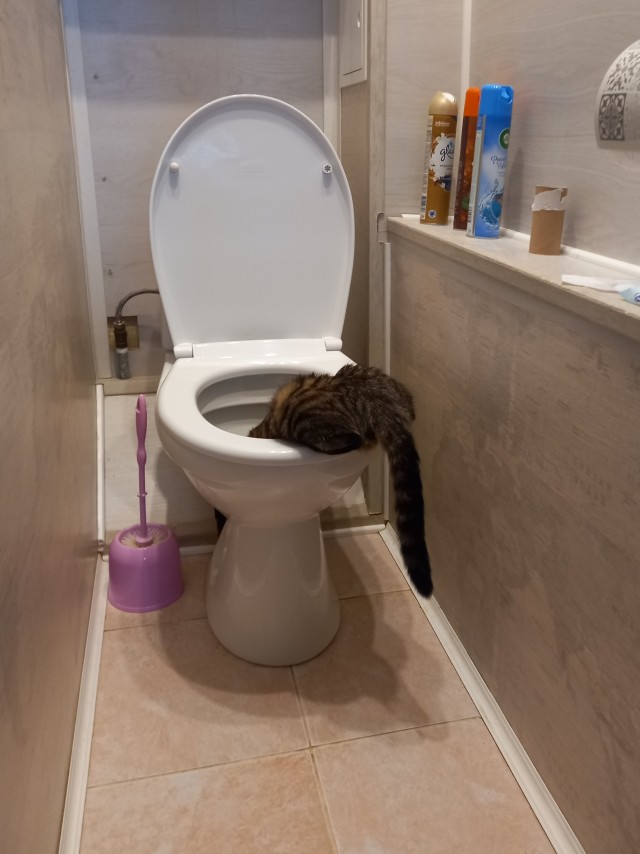 Котовторник в картинках