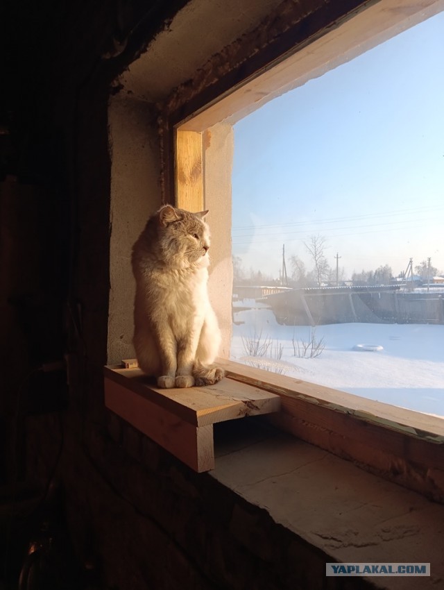 Как зовут вашего кота?