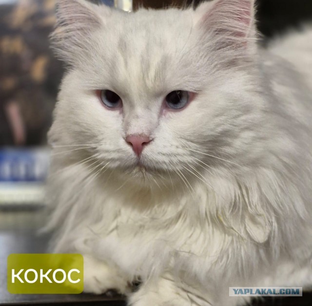 Мужья которые не хотели заводить котиков