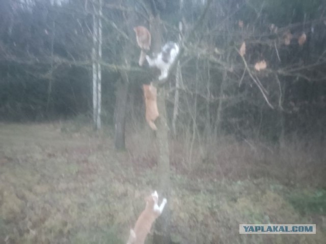 Жизнь домашнего приюта для котеек 528