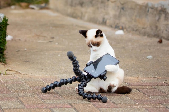 12 самых смешных котов в истории комического конкурса Comedy Pet Photography Awards