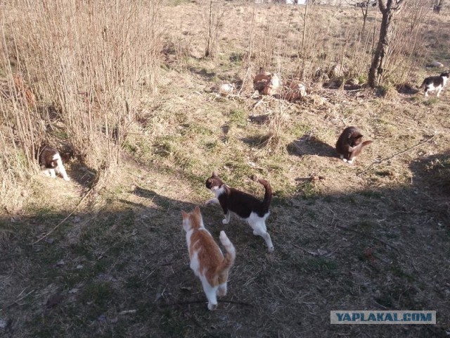 Жизнь домашнего приюта для котеек 536