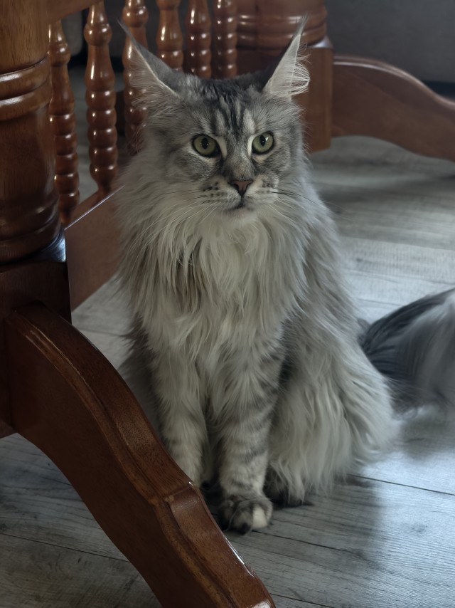 Котовторник! Успел!)