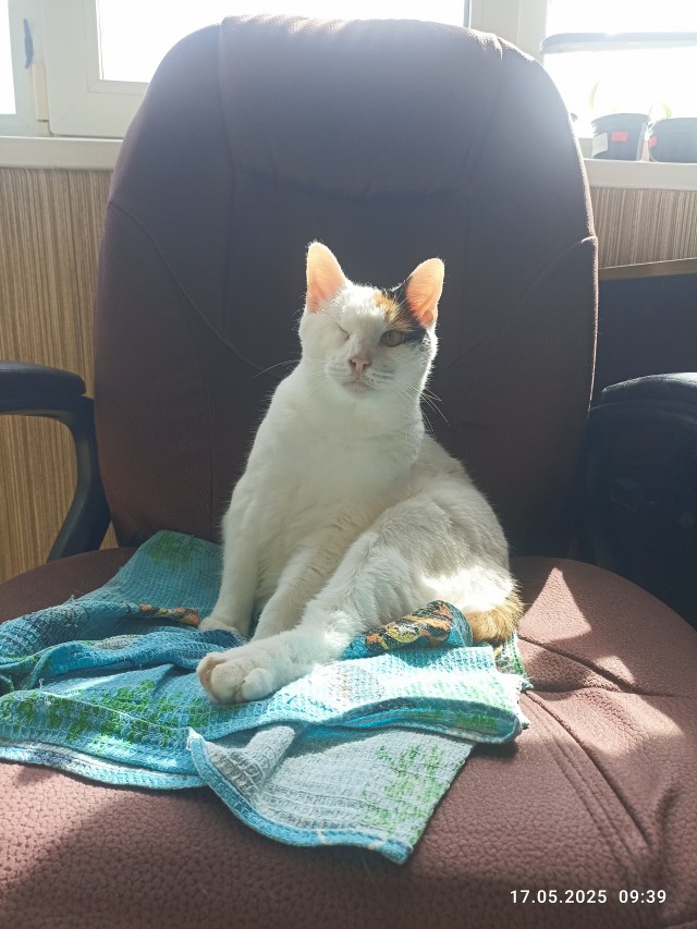 Котик из мусорного бака