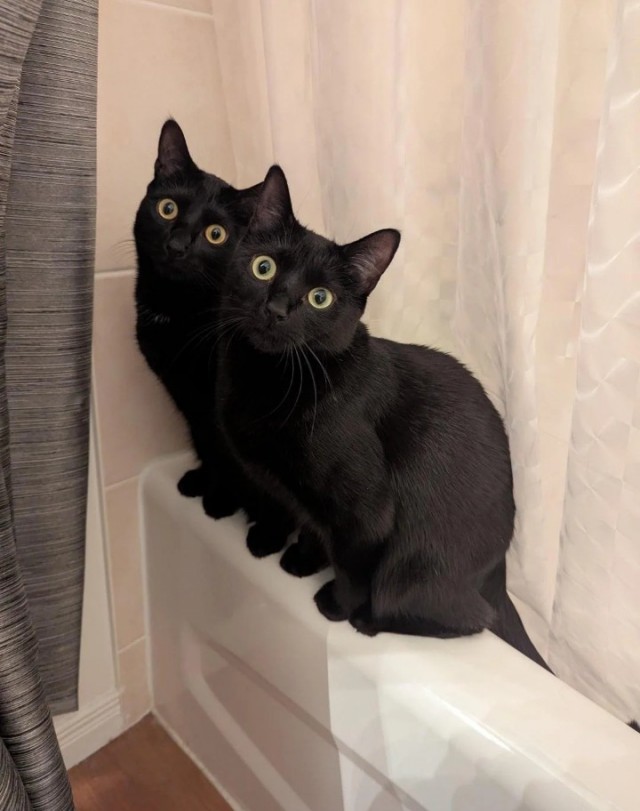 Кошки в санузле.