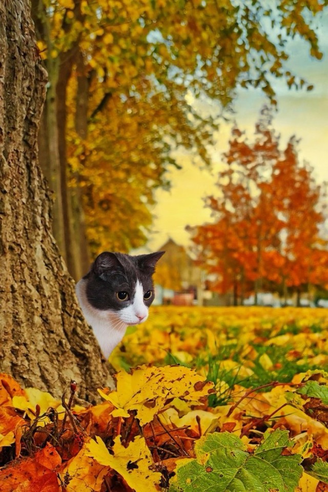 Осенний кот