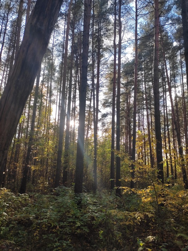 Осень