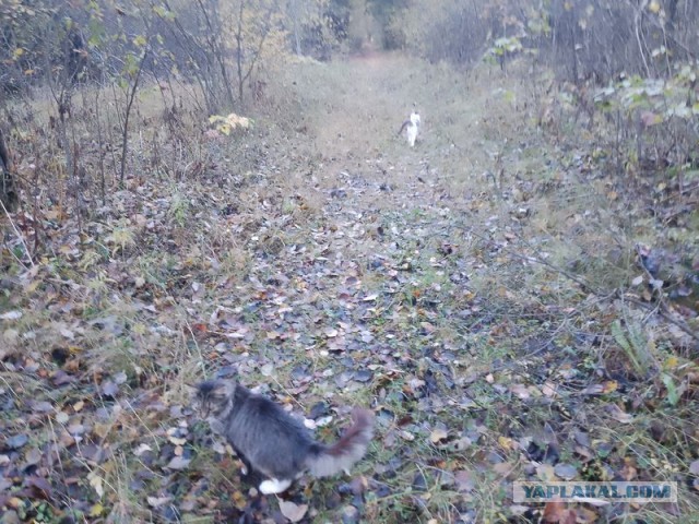 Жизнь домашнего приюта для котеек 561