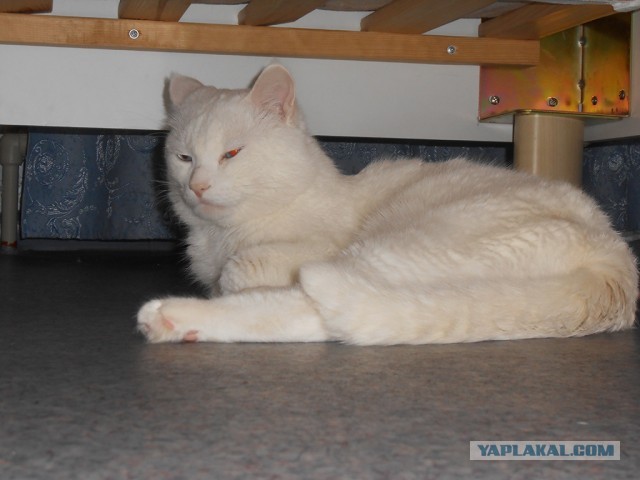 Котовторник 9.07.2013