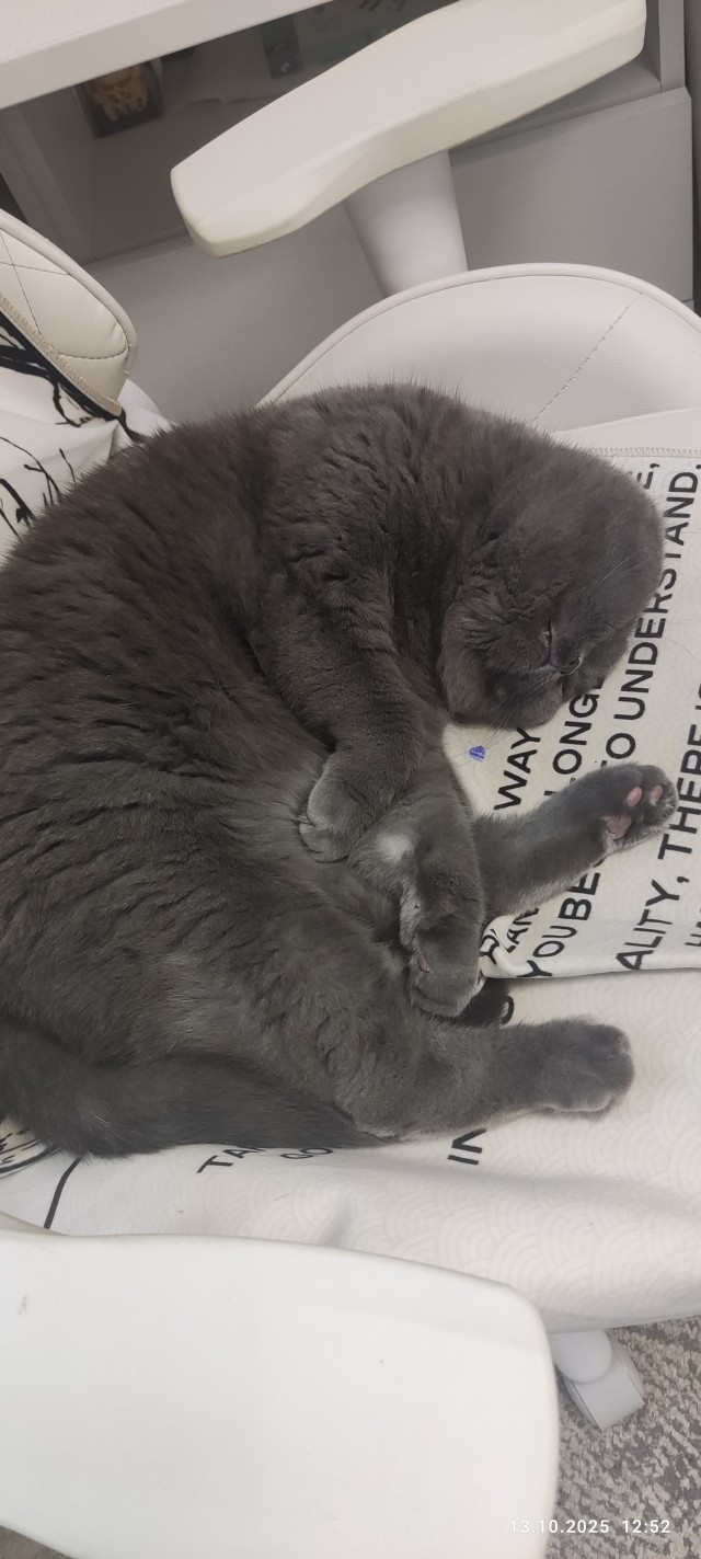 Спят усталые котейки
