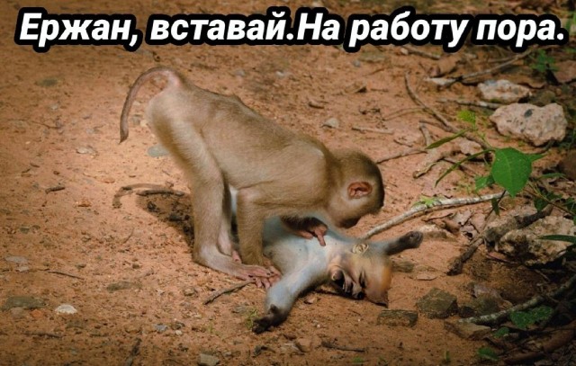 Фотожаба: Ща спою!