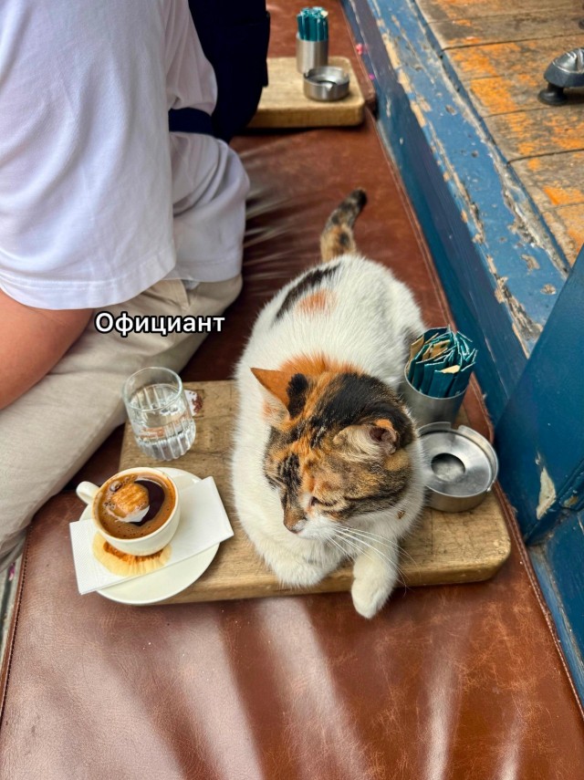 На котах держится вся экономика Турции