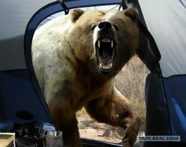 Любопытные щенята заползли в палатку