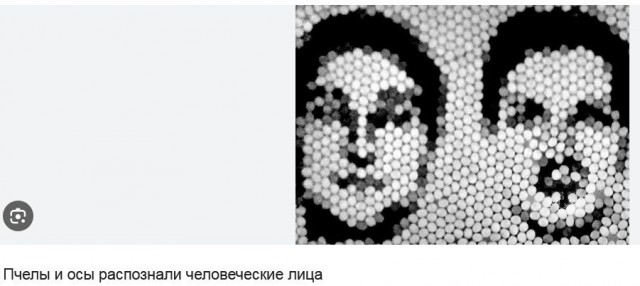 Почему его не кусают пчелы ?