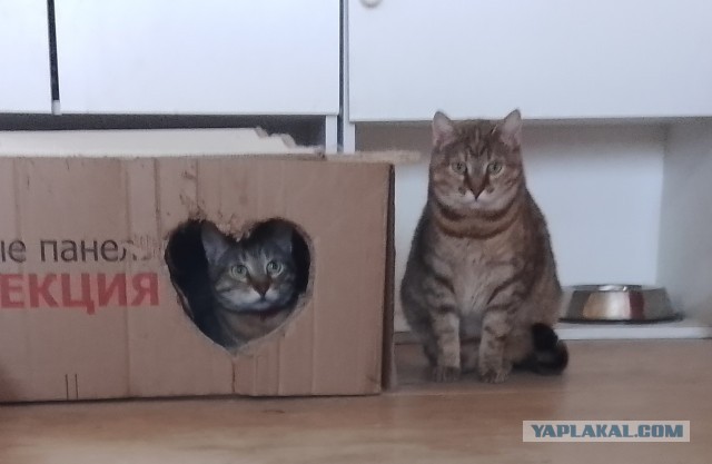 К-котовторник