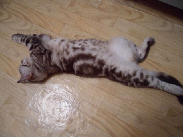 Котейка, который не знает как лежат котейки