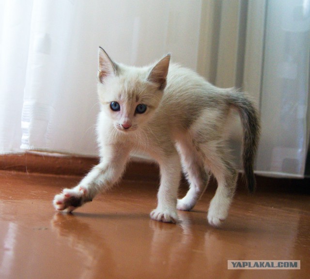 Котовторник 12.11.2013